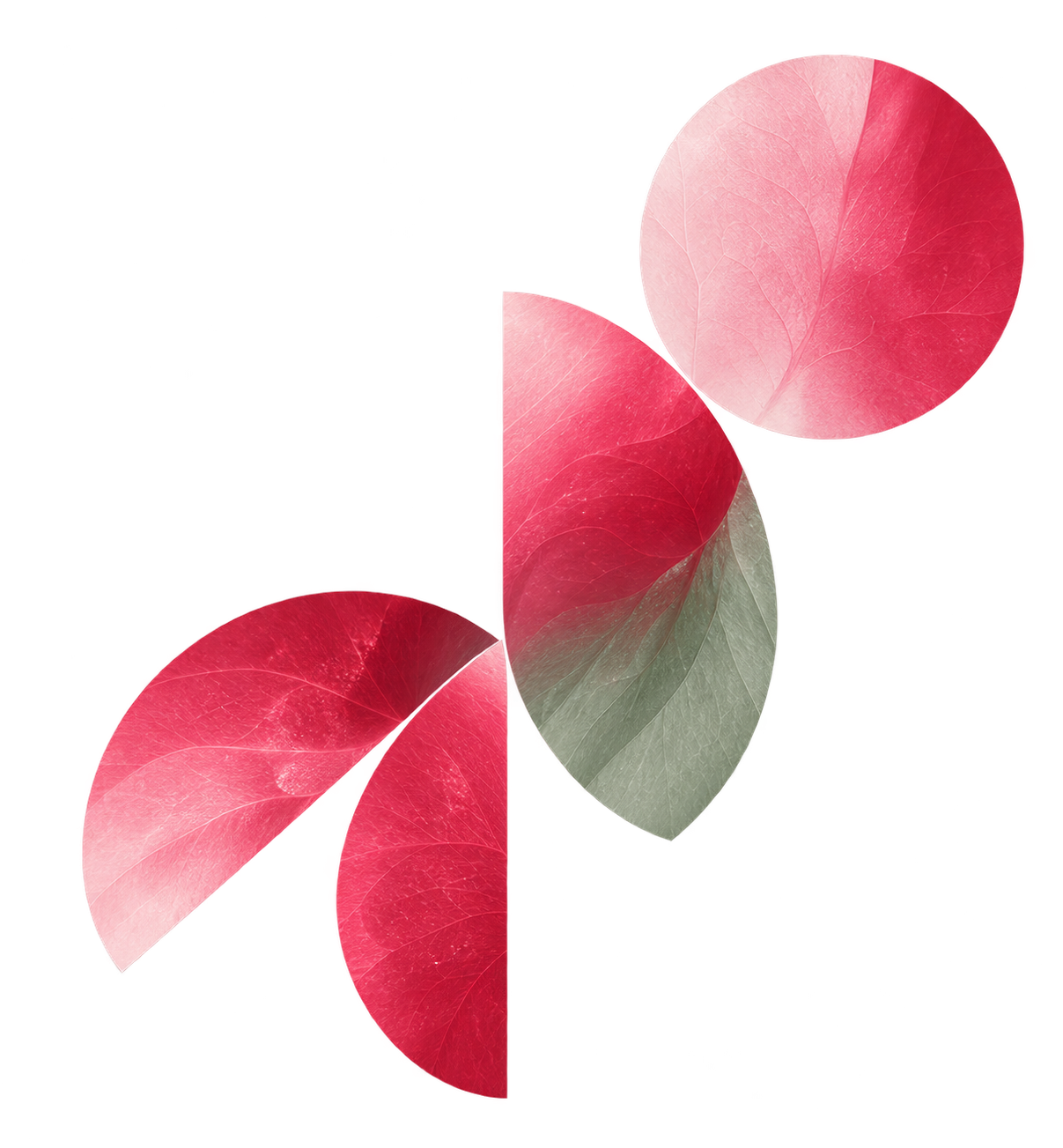 Abstrahierte Rosenblätter in Rosé und Salbei